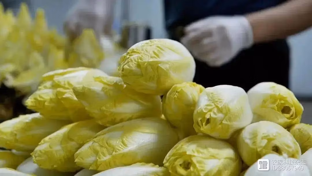 Nhận thấy loại rau này có tiềm năng phát triển lớn tại thị trường Trung Quốc, ông Quân vẫn lựa chọn bỏ việc để khởi nghiệp với loại rau mới dù đã ở tuổi 45. Ảnh: 360doc