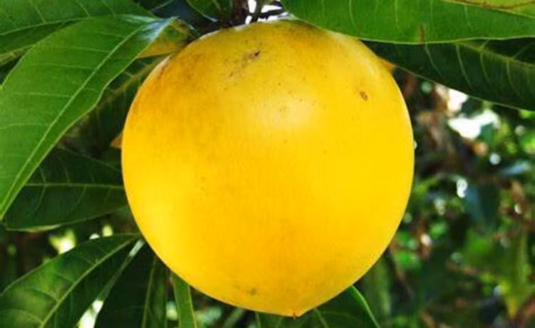 Còn tại Trung Quốc, vú sữa hoàng kim được đưa vào siêu thị cao cấp, giá bán cao ngất ngưởng. Ảnh: Getty