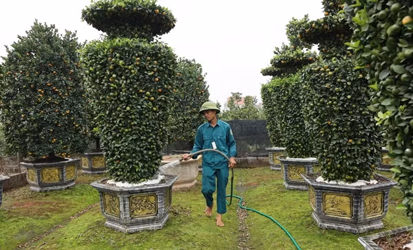 Cây quýt lục bình cao khoảng 3,5 mét, đường kính 1,2m, dáng cân đối. Ảnh: Công Luận