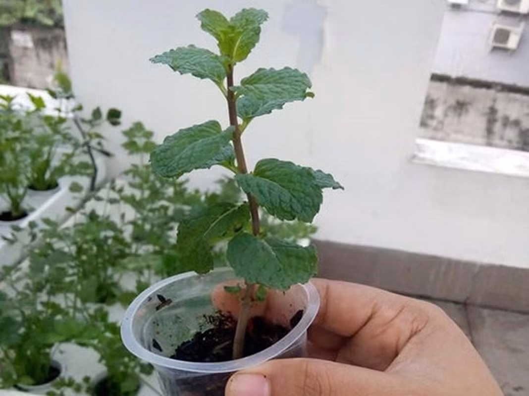 Rau húng mỏng manh đẹp ngẩn ngơ khiến dân mạng xuýt xoa. Ảnh: Facebook