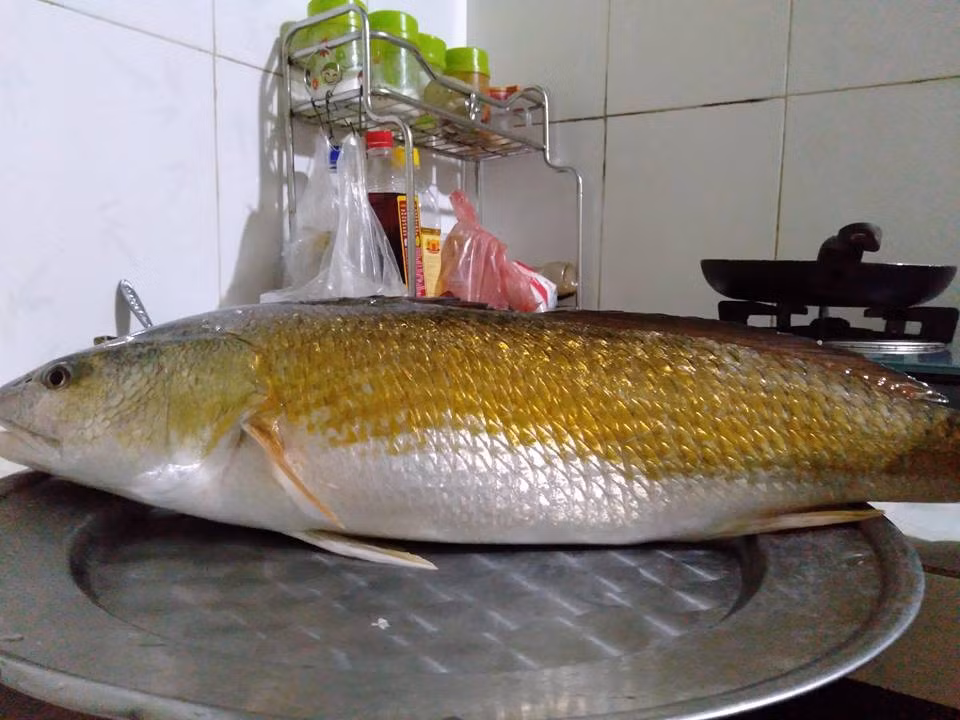 Nửa thân dưới của cá sủ vàng có màu trắng bạc hơi phớt hồng. Ảnh: Tổ quốc