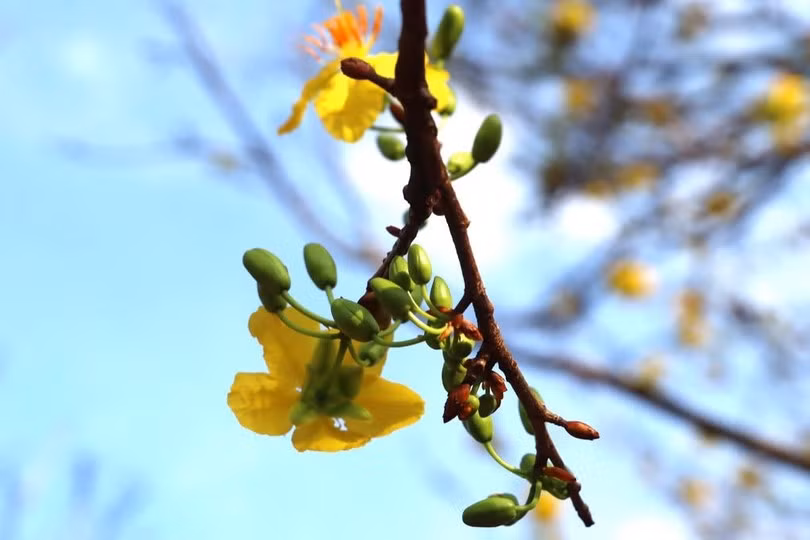 "Cụ mai 70 tuổi" có nhiều nụ xanh và nở hoa vàng. Ảnh: Baohatinh