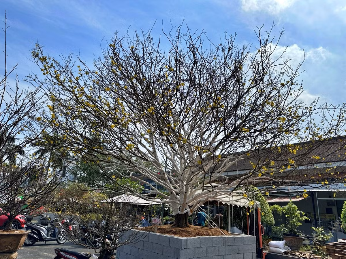 Cây mai xuất hiện tại chợ hoa Tết ở TP Cà Mau (tỉnh Cà Mau), sừng sững với thế đứng tuyệt đẹp. Ảnh: Vietnamnet