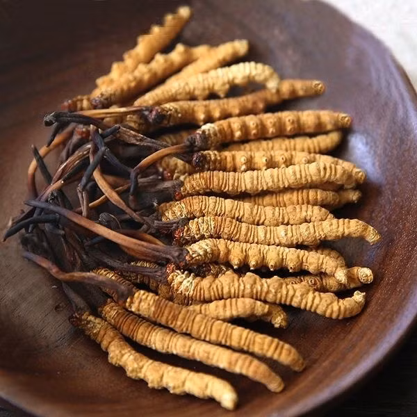 Đáng chú ý, đông trùng hạ thảo loại loại đắt nhất có giá lên tới 2,5 tỷ đồng/kg. Ảnh: Onplaza
