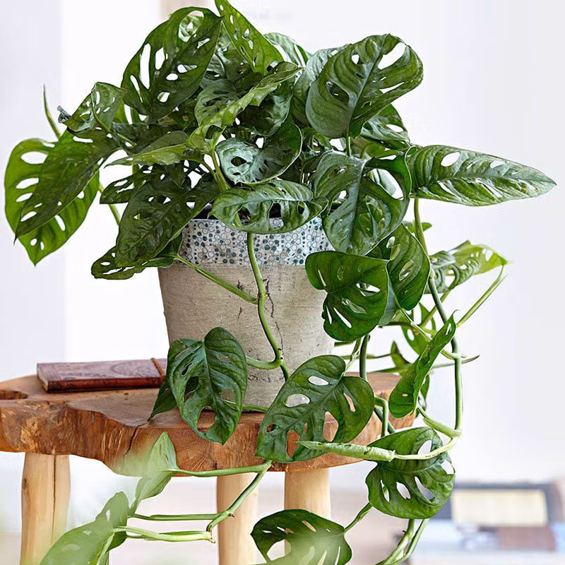 Cây trầu bà lỗ có khả năng phát triển trong môi trường bóng râm nên có thể đặt ở góc nhà. Ảnh: Internet