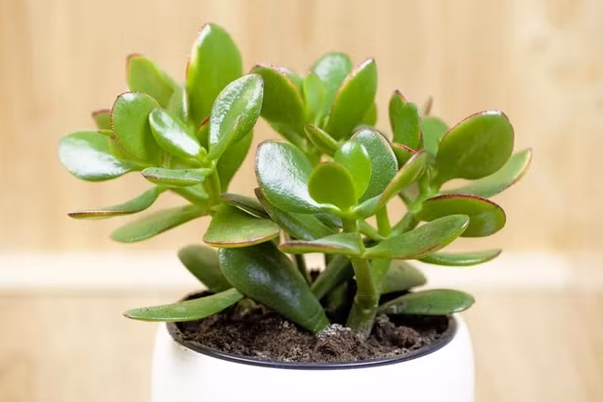 Với đặc tính tích nước trong lá, cây ngọc bích chịu được bóng râm, có thể phát triển tốt trong nhà. Cây thường được trồng trong chậu, trang trí bàn làm việc. Ảnh: Internet