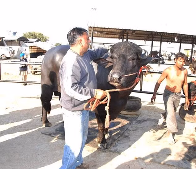 Con trâu này tiêu thụ khoảng 20 bảng Anh (hơn 600.000 đồng) tiền thức ăn mỗi ngày. Nhưng đây là khoản đầu tư xứng đáng vì giống bò này được biết đến với giá bán cao. Ảnh: DM