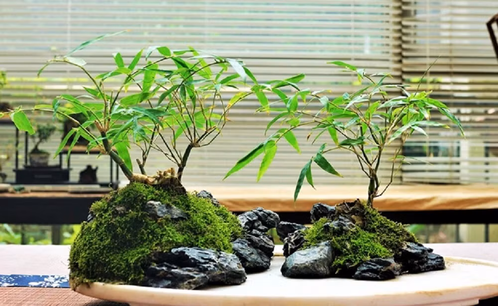 Có dáng như cây tre, cây gừng được ví như biểu tượng của việc không ngừng vươn lên, giúp tạo động lực trong cuộc sống. Ảnh: Toutitao