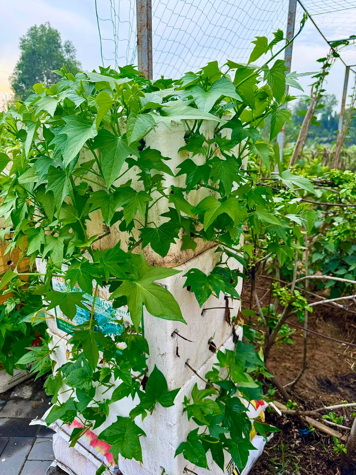 Khu vườn trồng nhiều loại rau, cung cấp thực phẩm sạch cho cả gia đình. Ảnh: FBNV