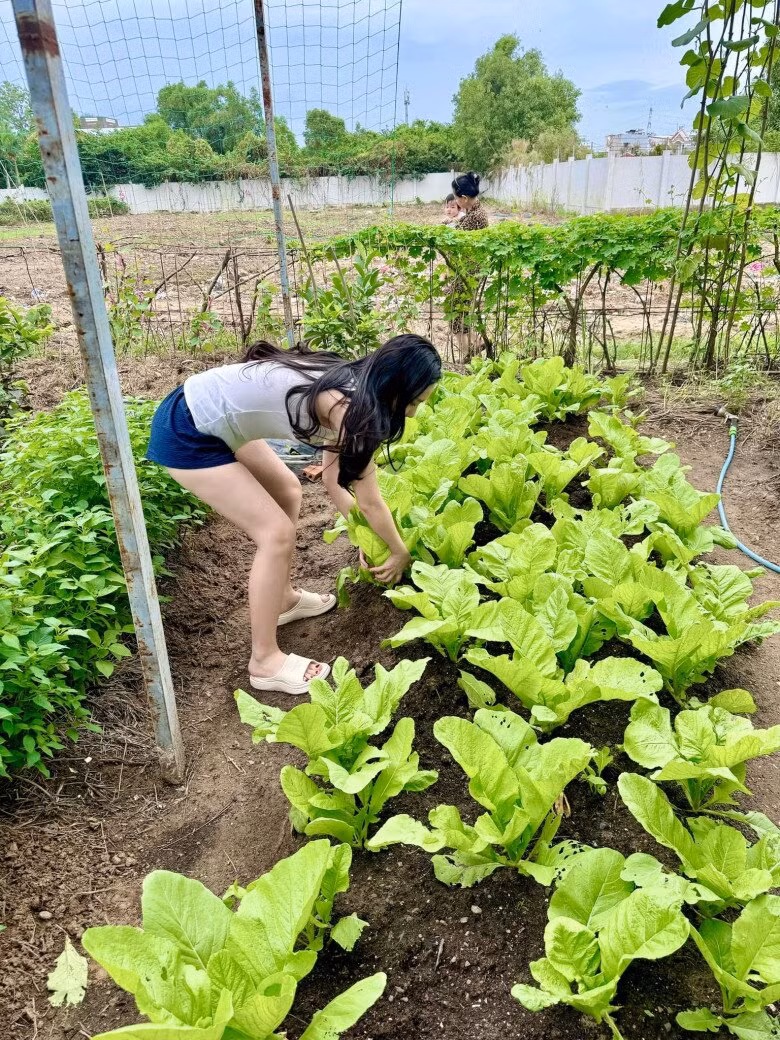 Nhờ vườn rau mà vợ chồng Đoàn Di Băng không phải tốn kém chi phí cho việc mua rau ngoài chợ. Ảnh: FBNV