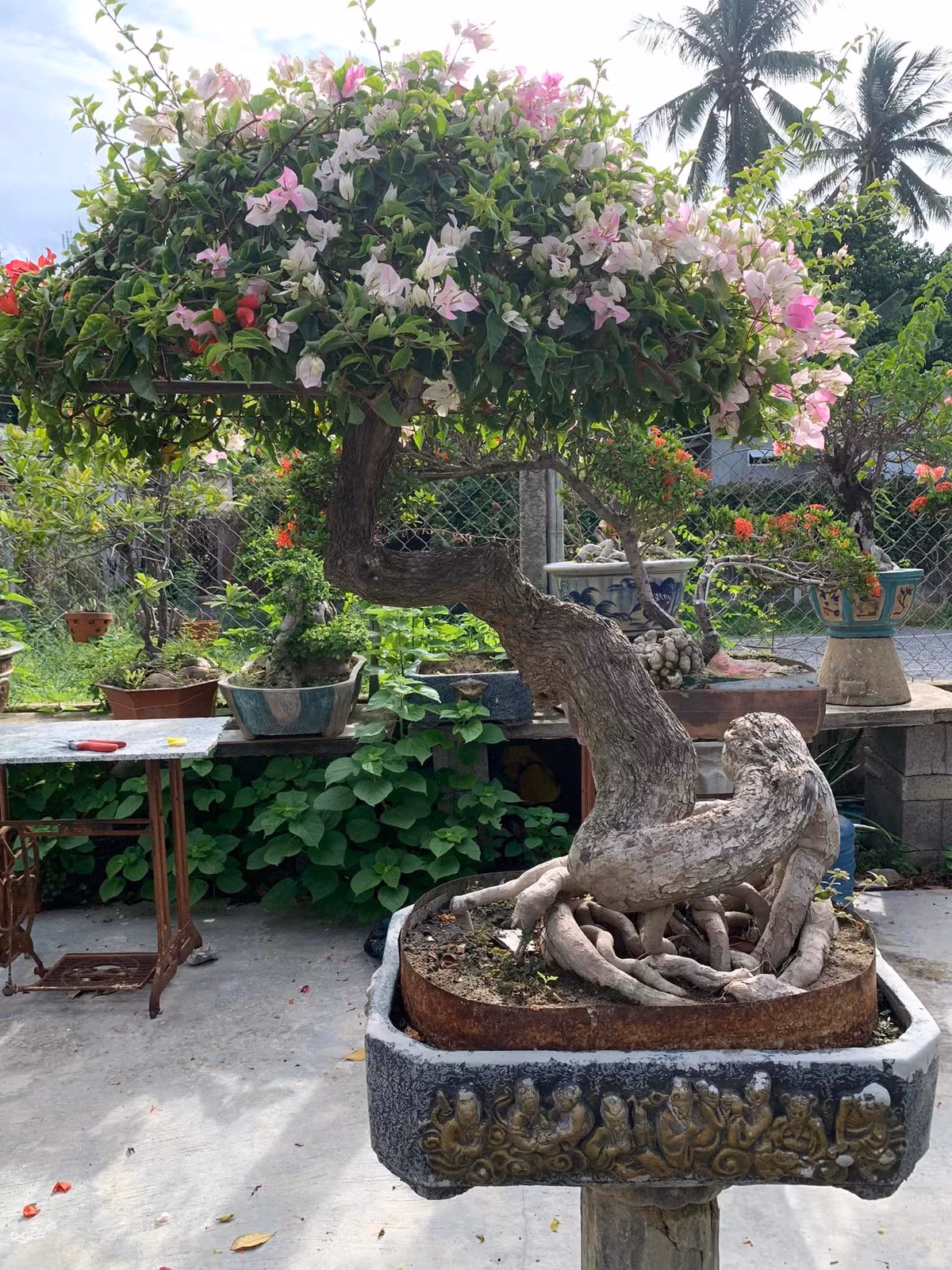 Bên cạnh đó, hoa giấy còn có ưu điểm dễ uốn nắn, cho hoa quanh năm và dễ chăm sóc. Ảnh: Facebook