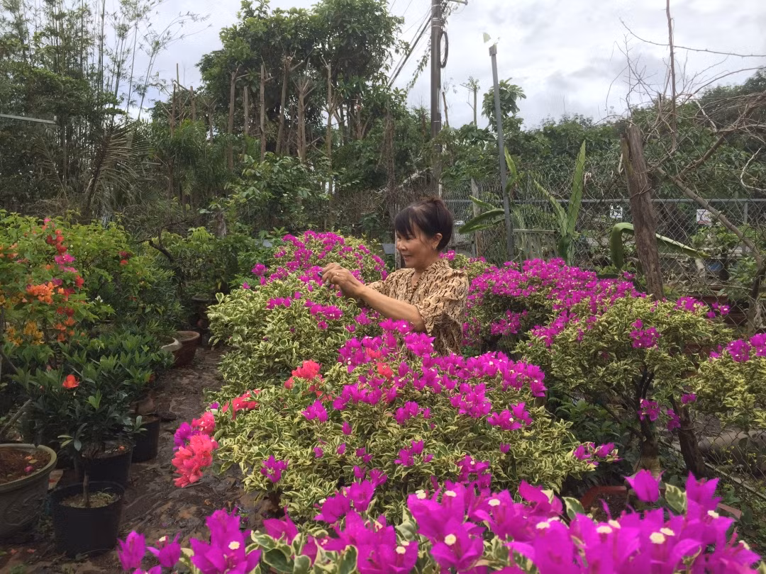 Ngày càng được khách hàng ưa chuộng nên nghề trồng hoa giấy bonsai mang lại nguồn thu nhập không nhỏ cho người dân. Ảnh: Baodaklak