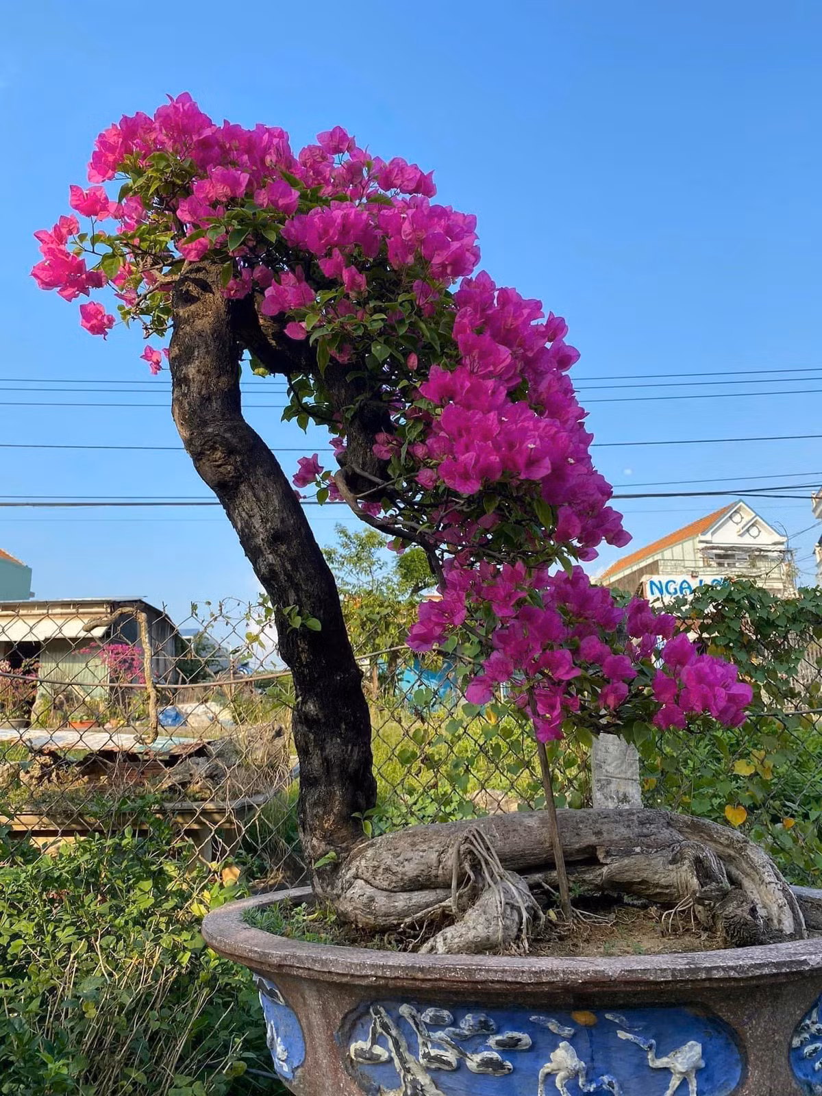 Tùy vào kích cỡ, độ tuổi, màu sắc và dáng thế, những gốc hoa giấy bonsai được bán ra thị trường với mức giá khác nhau, dao động từ vài triệu đến hàng trăm triệu đồng. Ảnh: Facebook