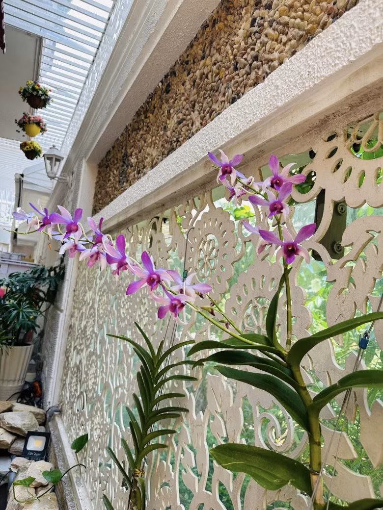 Hoa lan trồng từ bờ tường đến giá treo. Ảnh: FBNV