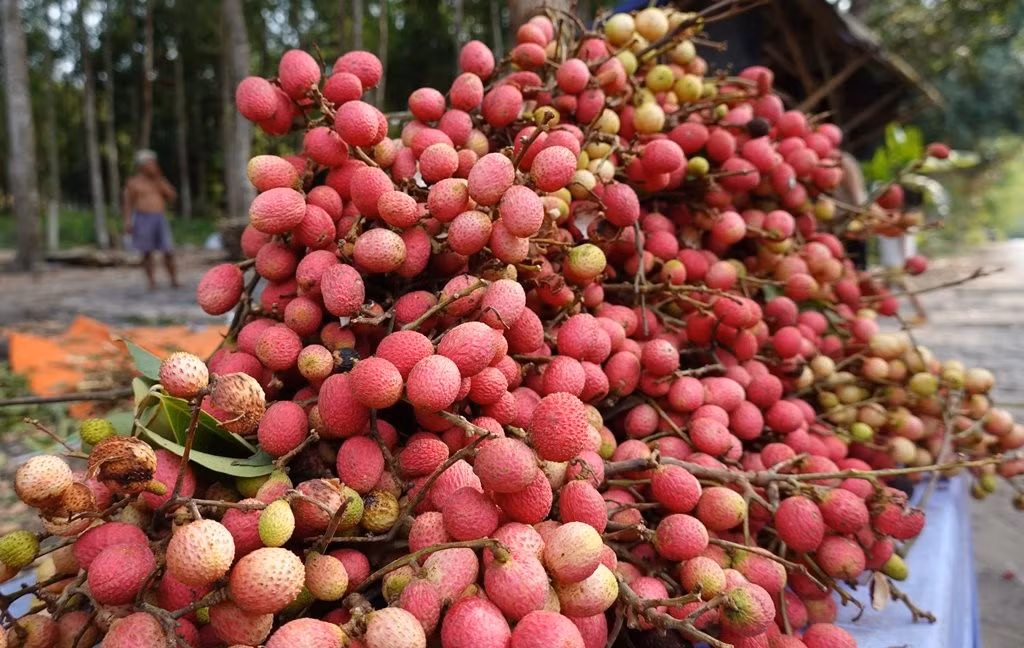 Quả vải rừng vốn mọc trong rừng sâu, có vị thanh thanh, chua chua, ngọt ngọt và mùi thơm nhẹ. Trước đây, loại quả này chín đỏ nhưng không mấy ai ngó ngàng. Ảnh: Facebook