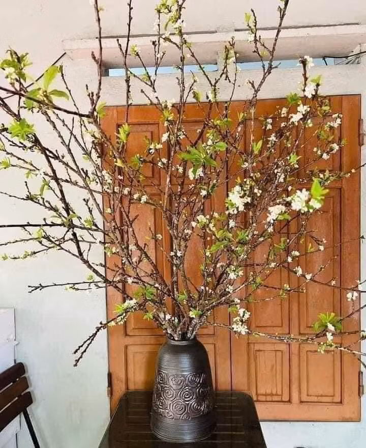 Người bán cho biết, hoa mận hệ củi nên người chơi chỉ phun sương cành nụ là hoa bật nhanh. Ảnh: Facebook