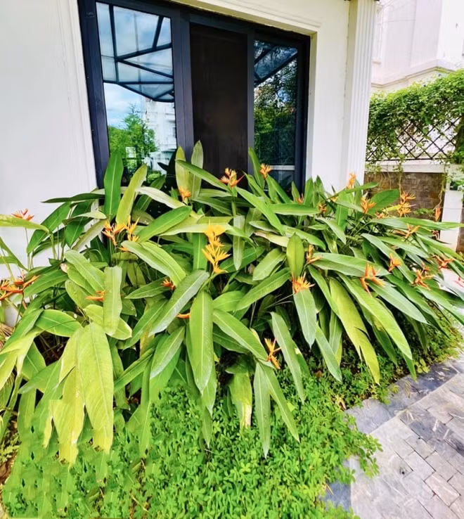 Rặng hoa chuối mỏ kép trước hiên nhà. Ảnh: FB Lã Thanh Huyền