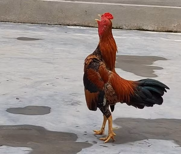 Trên thị trường, gà tre Bắc tít có giá từ vài triệu đến vài chục triệu đồng/con. Ảnh: Facebook