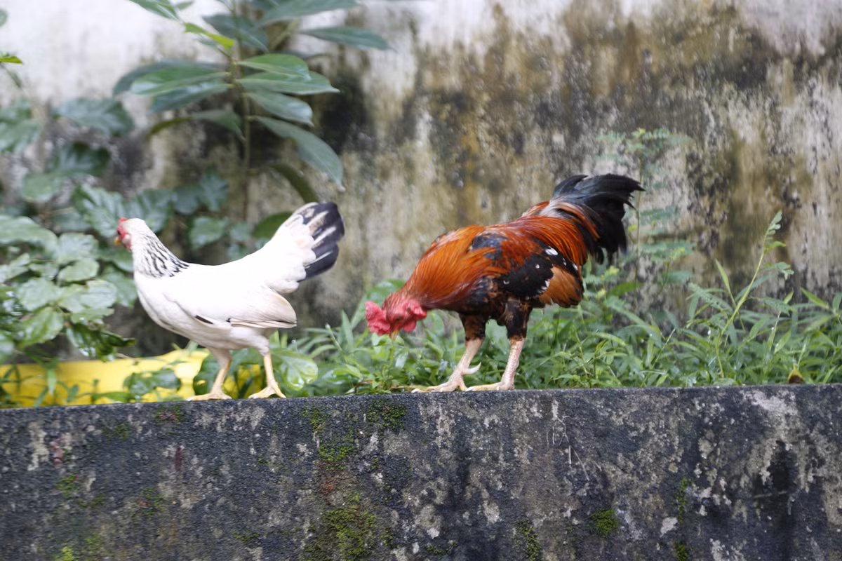 Theo giới sành chơi, một chú gà tre Bắc tít đúng tiêu chuẩn thường có những đặc điểm nổi bật như mặt tròn, mắt đỏ, mỏ gà, cánh ngắn, chân tròn, hai hàng vảy song song cân đối. Ảnh: Facebook