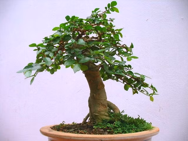 Nhưng ngày nay, duối được giới chơi cây cảnh tại Việt Nam cắt tỉa, tạo dáng thành tác phẩm bonsai đầy nghệ thuật. Ảnh: Dân Việt