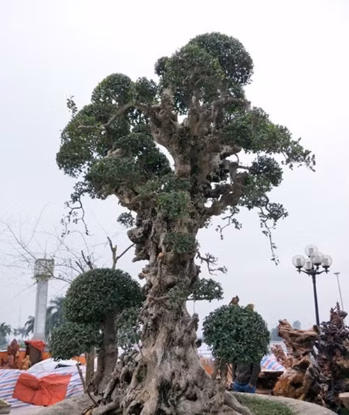 Đáng chú ý, trên thị trường từng xuất hiện cây duối nghìn năm tuổi của một chủ vườn ở Ninh Bình, được chào giá 20 tỷ đồng. Ảnh: Dân Việt