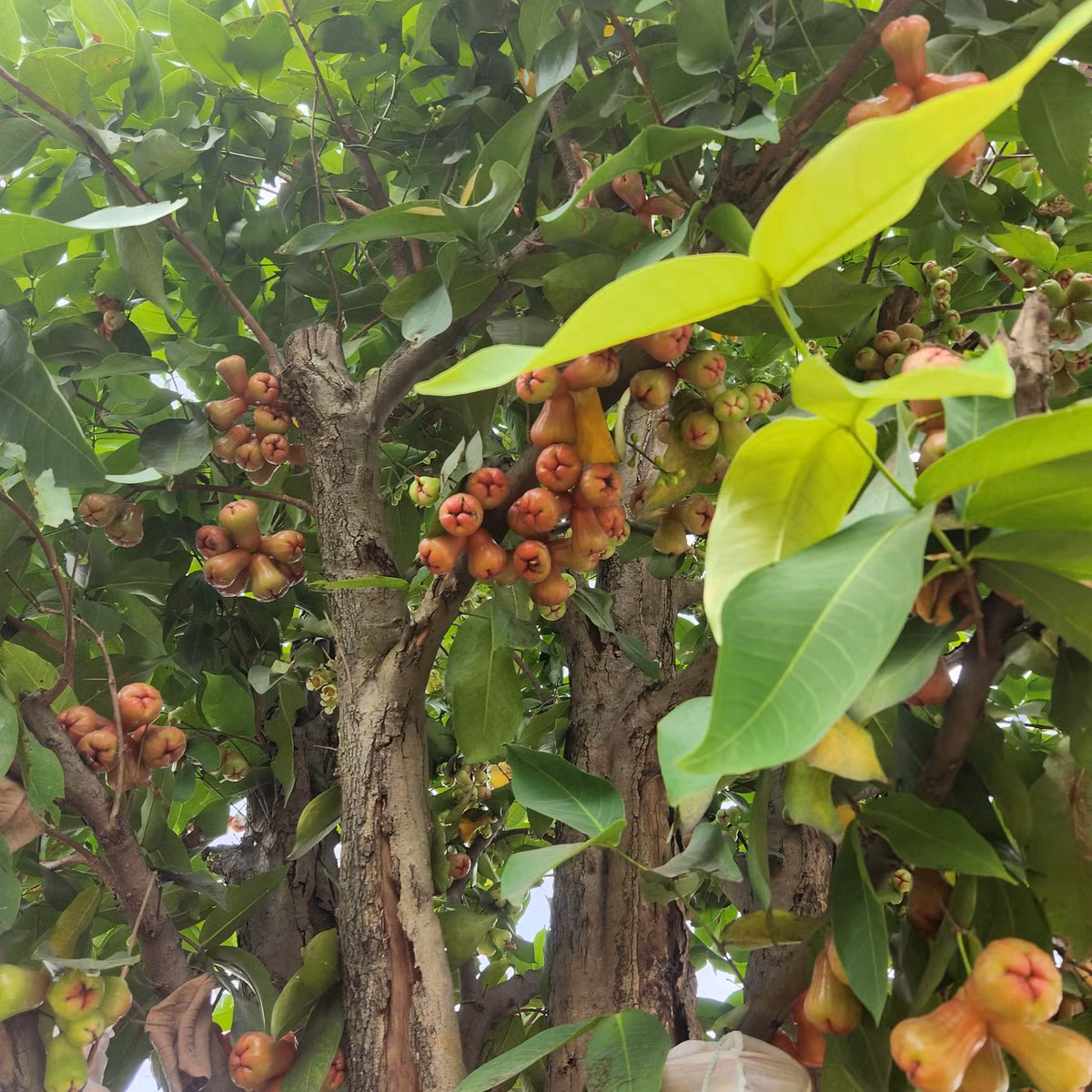 Cây mận (roi) đỏ sai trĩu quả. Ảnh: FB Quach Thanh Danh