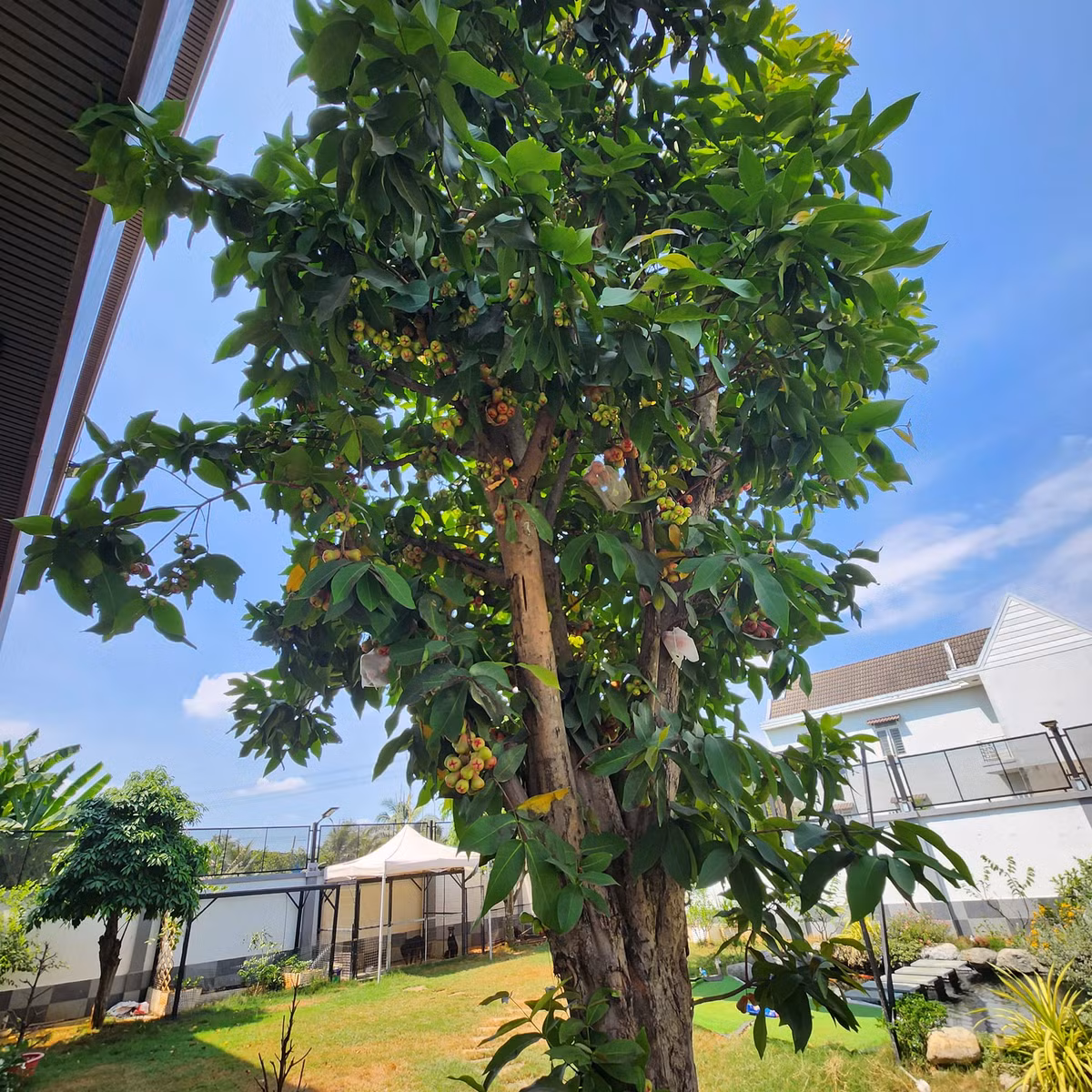 Quách Thành Danh mê cây cối, trồng nhiều loại cây như táo Tàu, nho Pháp, anh đào, nho thân gỗ, sơ ri, khế, mận... Ảnh: FB Quach Thanh Danh