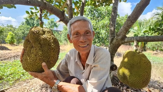 Ông Trần Minh Mẫn (75 tuổi, ngụ phường Ba Láng, quận Cái Răng, TP Cần Thơ) chính là cha đẻ của thương hiệu " Mít không hạt Ba Láng" nổi tiếng khắp nơi. Ảnh: Người lao động