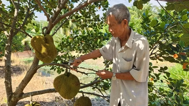 Ban đầu, ông Mẫn trồng thử 50 gốc mít trong vườn sầu riêng. Sau 3 năm, cây cho trái vụ đầu tiên. Ảnh: Người lao động
