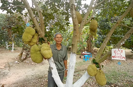 Tuy nhiên, để mít không hạt đạt được năng suất cao cần phải trồng vùng đất cao, đồi núi. Ảnh: Báo tin tức