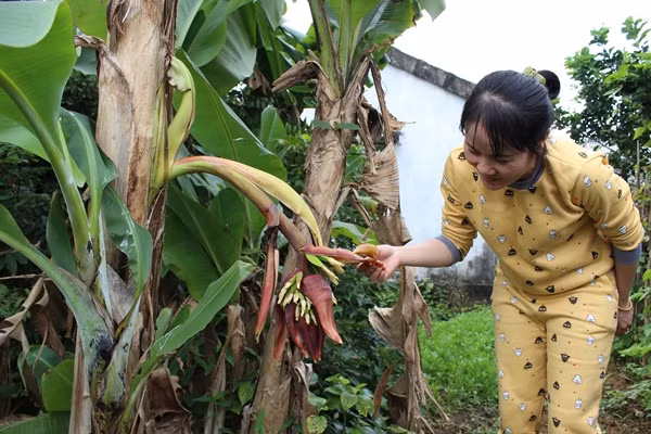 Cây chuối lùn trong vườn nhà chị Nguyễn Thị Thủy, ở xã Quỳnh Diễn, huyện Quỳnh Lưu (Nghệ An) trổ buồng từ giữa thân cây cũngthu hút sự hiếu kỳ của nhiều người. Ảnh: Báo Nghệ An