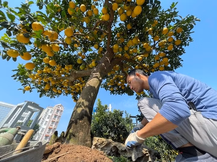 Theo ông Chính, gốc bưởi không dưới 100 năm tuổi. Chiều cao của cây khoảng 5 mét, tán rộng 6 mét và có khoảng trên 500 quả. Ảnh: VTCNews