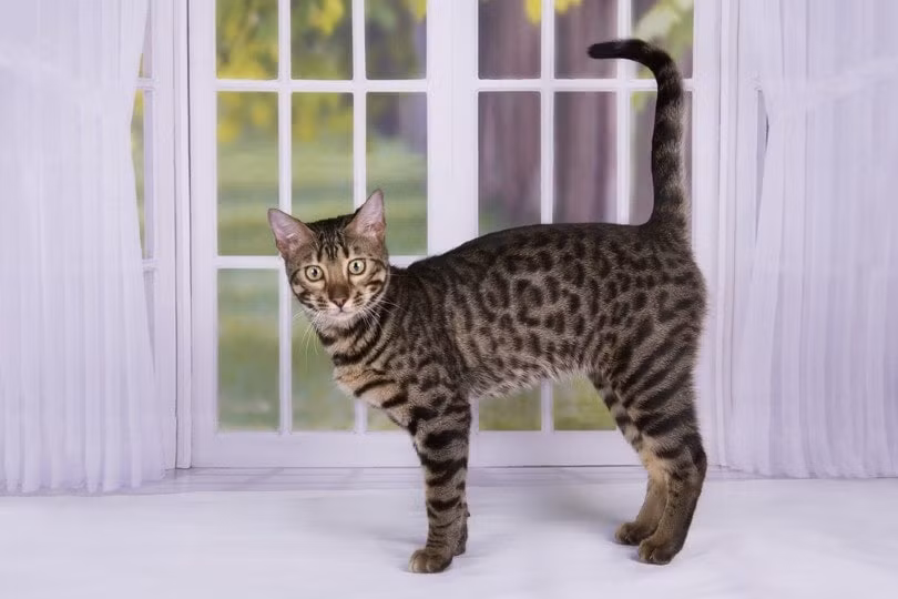 Giống như một con báo nhỏ, mèo Savannah có thể có giá lên đến 20.000 USD cho một phả hệ được đánh giá cao. Trông giống như một con mèo hoang, nhưng đây là giống lai được tạo ra từ việc lai giữa mèo Xiêm với mèo Serval hoang dã. Ảnh: Pngovet