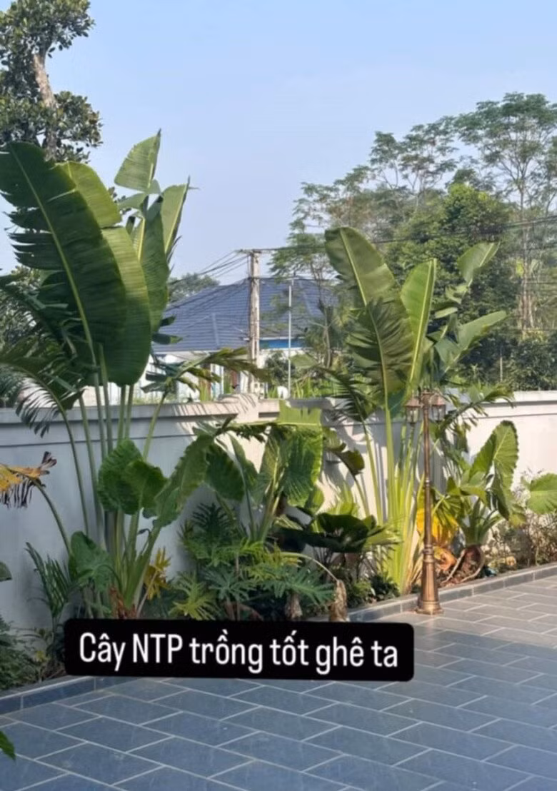 Bên ngoài là khoảng sân rộng, trồng hàng cây xanh mướt. Ảnh: FBNV