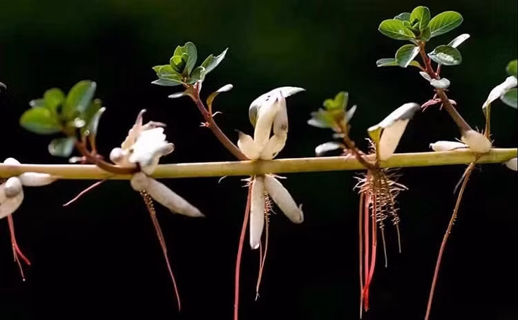 Trên chợ mạng, các cửa hàng rau sạch và sàn thương mại điện tử, rau dừa nước tươi giá từ 25.000-29.000 đồng/kg. Rau dừa nước khô đang được rao bán với giá từ 80.000-190.000 đồng/kg. Ảnh: Internet