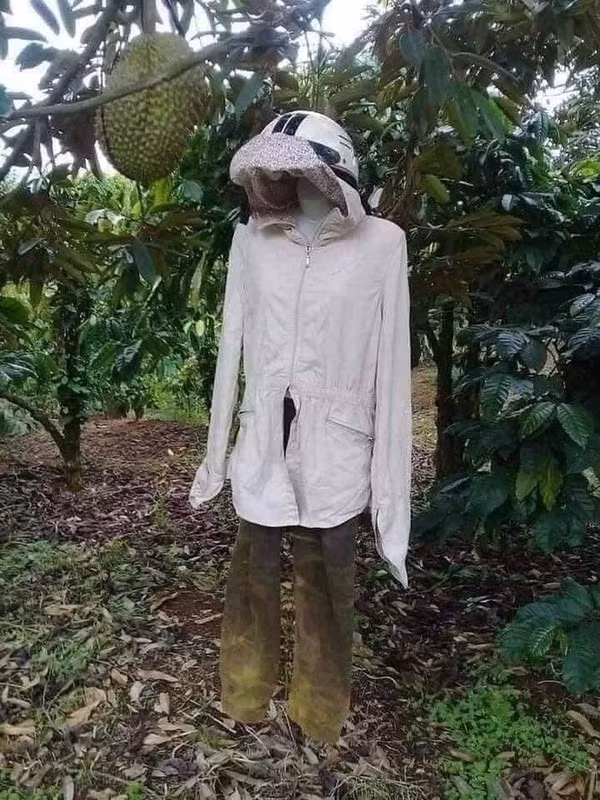 Dựng ma-nơ-canh cũng là cách để chống trộm sầu riêng vào ban đêm. Ảnh: 2sao