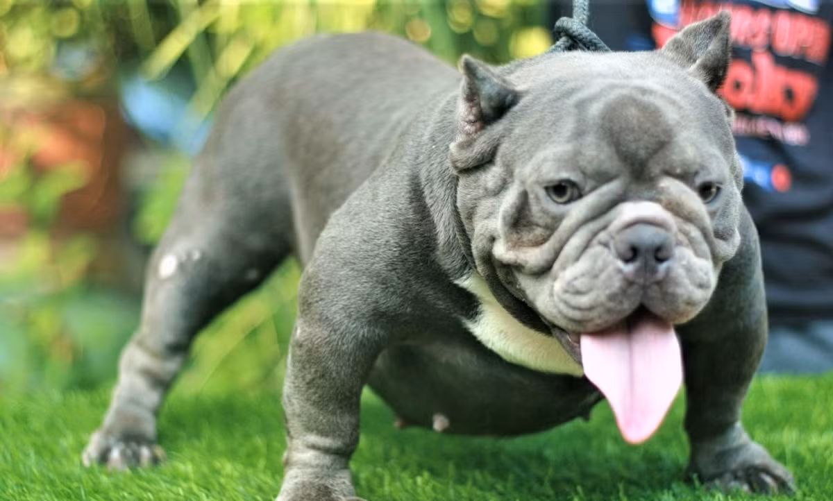Exotic Bully được xem là một nhánh “dị” của dòng American Bully tiêu chuẩn. Ảnh: Thú cảnh Việt