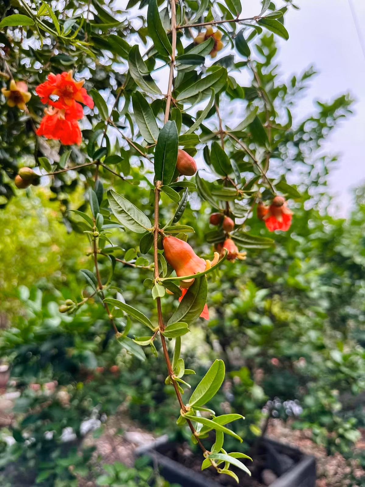 Ca sĩ Mỹ Lệ cho biết, "khu vườn hóa chốn thần tiên" khiến ai nhìn cũng phải xuýt xoa. Ảnh: FB Hoàng Thị Mỹ Lệ