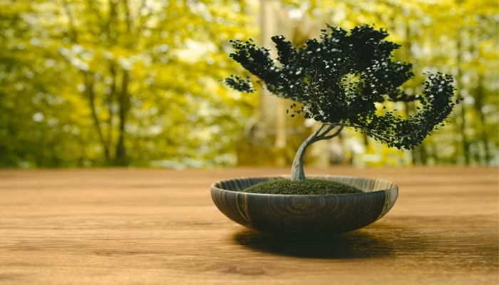 Việc tạo ra và duy trì một cây bonsai đòi hỏi nhiều thời gian và sự tận tâm. Nghệ nhân phải liên tục theo dõi và điều chỉnh sự phát triển của cây, đảm bảo rằng cây tuân theo hình dạng và phong cách mong muốn. Ảnh: Hoacuatoi