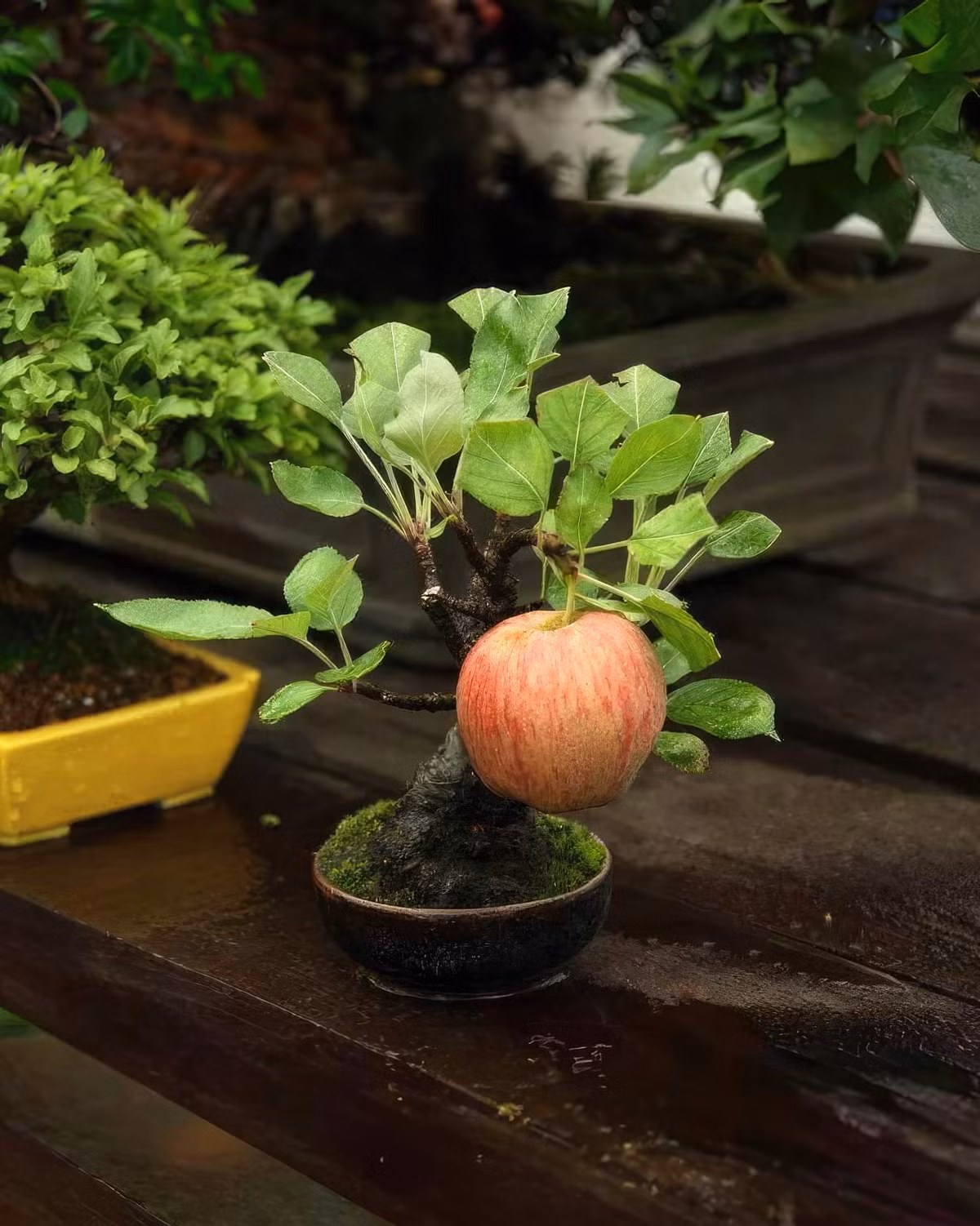 Tùy thuộc vào từng loài, cây bonsai có thể cho ra quả và hoa nhỏ. Chẳng hạn như cây bonsai hoa anh đào cho ra hoa màu hồng tinh tế, và cây bonsai táo lùn, có thể cho ra quả táo nhỏ. Ảnh: Internet