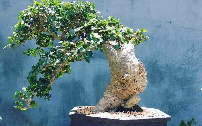 Trái với quan niệm phổ biến, cây bonsai không được tạo ra thông qua biến đổi gen hoặc làm lùn. Chúng là những cây thông thường được chăm sóc để duy trì kích thước nhỏ thông qua việc cắt tỉa và hạn chế rễ. Ảnh: Dân Việt