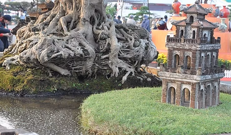 Bộ rễ cây sần sùi, nổi hẳn lên mặt đất và bám chặt vào lớp đất đá rêu phong. Ảnh: Người đưa tin