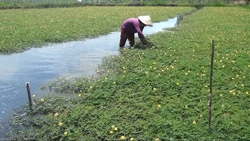 Thời gian thu hoạch rau nhút có thể kéo dài khoảng 6 tháng, tùy theo địa lý, khí hậu, cách chăm sóc... Ảnh: THTG