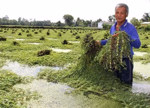 Theo người dân, rau rút trồng khá đơn giản, độ sâu nước ao khoảng 1 mét. Ảnh: Báo Vĩnh Long