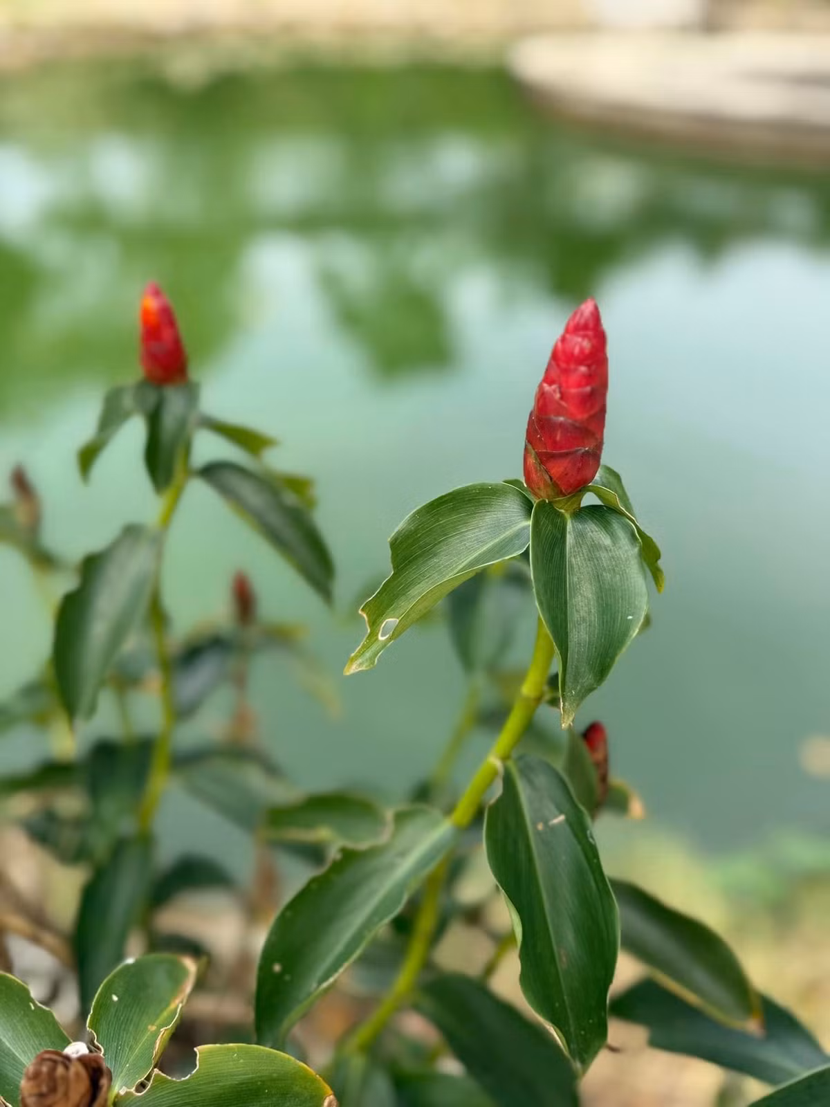 Trong một lần phỏng vấn, Mỹ Tâm cho biết thường thu hoạch rau quả để sử dụng và thư giãn sau những ngày làm việc căng thẳng. Ảnh: FB My Tam