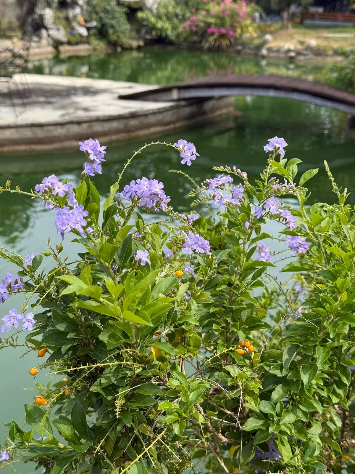 Nữ ca sĩ dành tình yêu đặc biệt cho việc làm vườn. Trên khu đất rộng hàng nghìn mét vuông ở Củ Chi (TP HCM), Mỹ Tâm trồng nhiều loại cây ăn trái, biến nơi đây thành khu vườn xanh mát, tràn đầy sức sống. Ảnh: FB My Tam