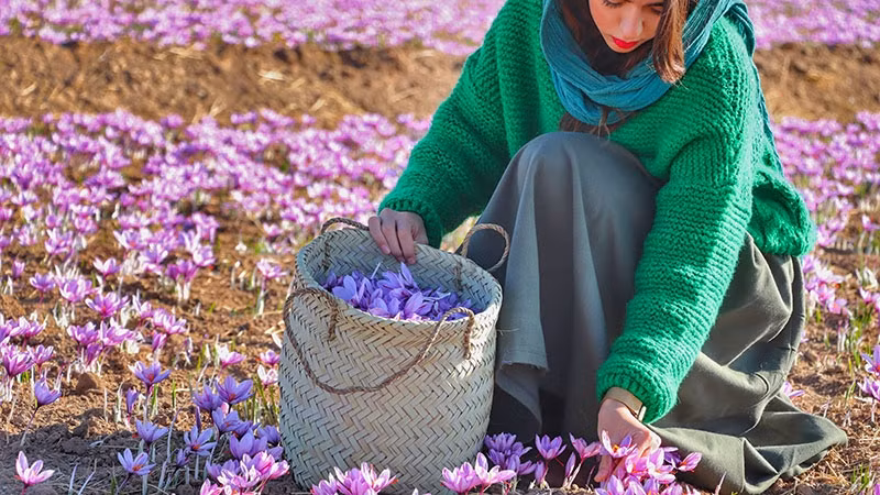 Mọi người ngồi xung quanh đống hoa lớn và cẩn thận nhổ ba nhụy ra. Ảnh: Learnpersian