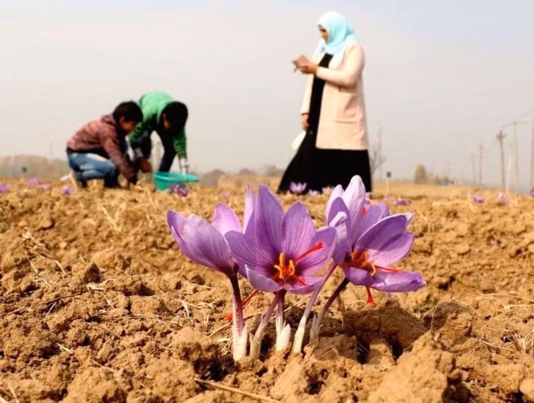 Trong đêm khi hoa vừa hé nở và còn ngậm sương sớm, người dân nhanh chóng thu hoạch hoa, để ánh nắng mặt trời với bức xạ mạnh không làm nhụy hoa khô héo. Ảnh: BI