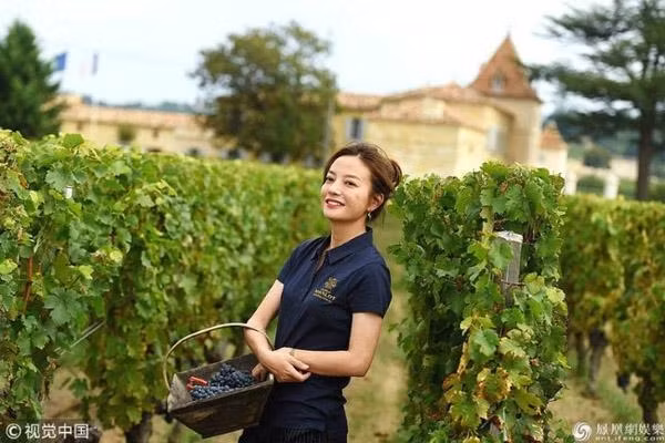 "Én nhỏ" Triệu Vy từng nhiều lần tới trang trại để trực tiếp tham gia thu hoạch nho cùng nhân công. Ảnh: Weibo