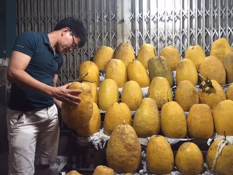 Bưởi Kỳ Đà khổng lồ có xuất xứ tại Tuyên Quang, nặng từ 4 - 5 kg, thậm chí có quả nặng tới 10kg. Ảnh: Plo